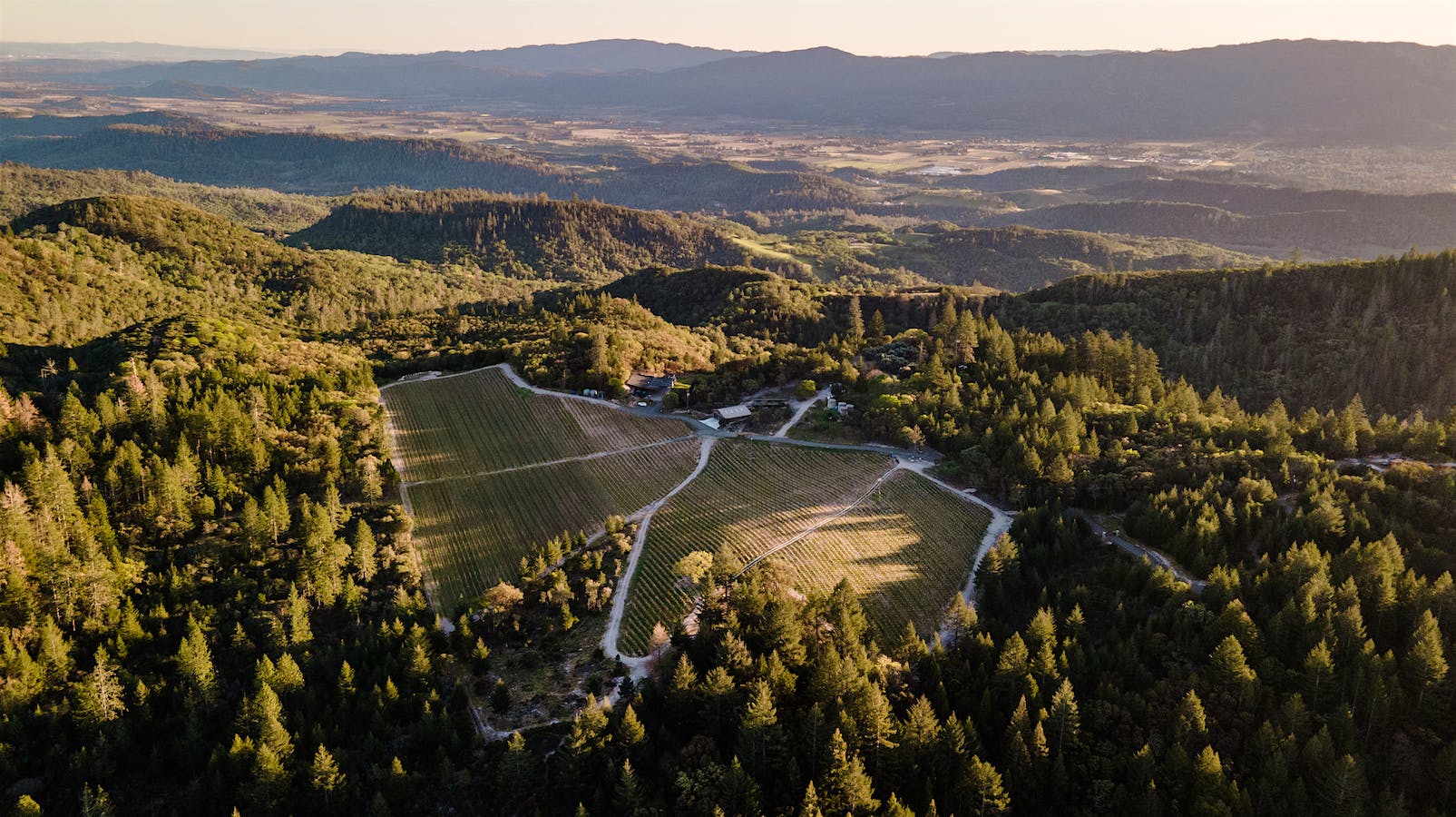 Almacerro vineyard on Napa's Howell Mountain