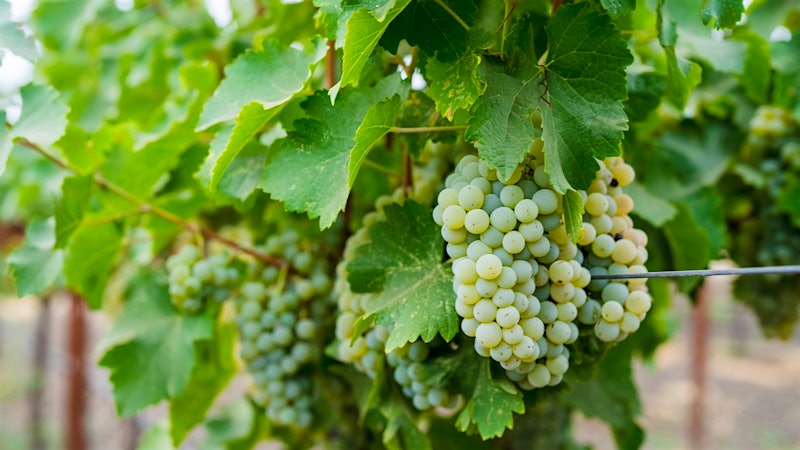 Alphabetical Guide to California Sauvignon Blanc