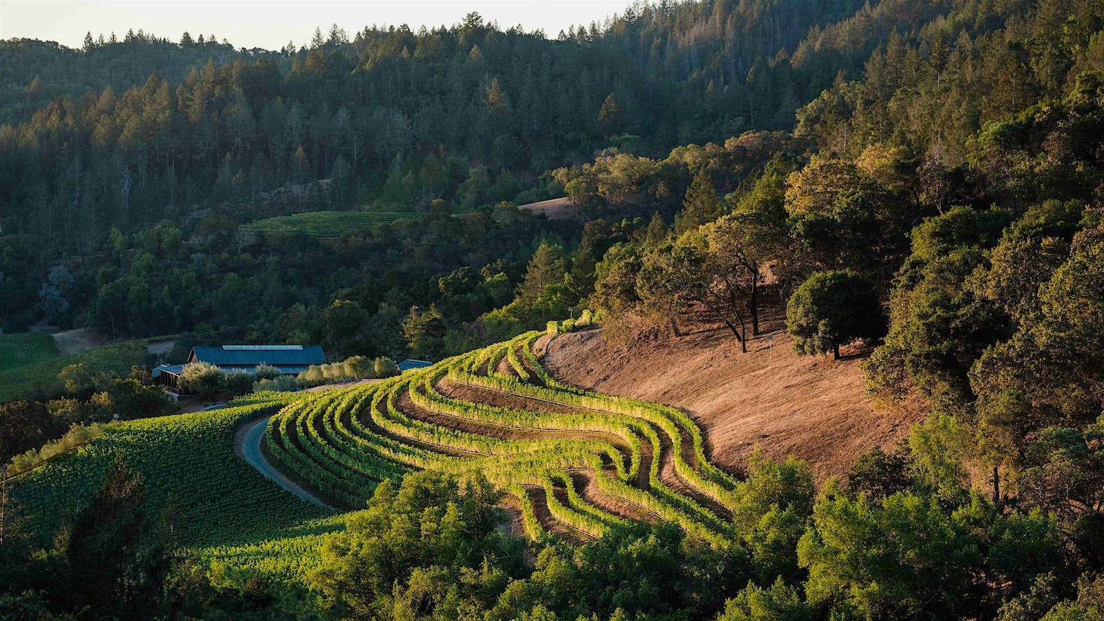 Futo Estate and its Oakville Cabernet vineyards