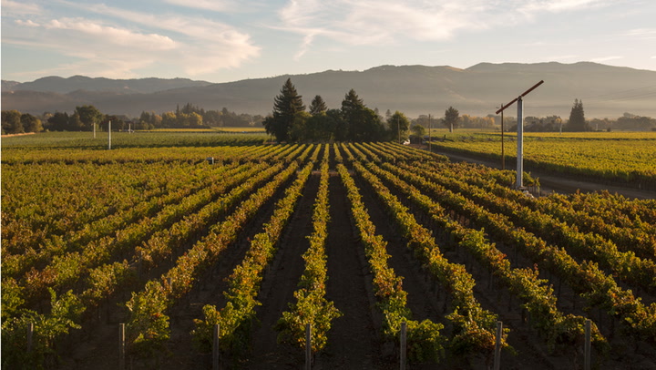 Napa's Iconic Cabernet: Living the Legacy of Georges de Latour and André Tchelistcheff at Beaulieu Vineyard