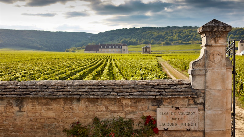 2022 Burgundy Vintage Preview: Quality and Quantity