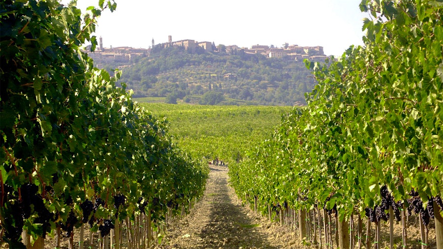 One of Pinino's vineyards sits just below the Tuscan hilltop town of Montalcino.