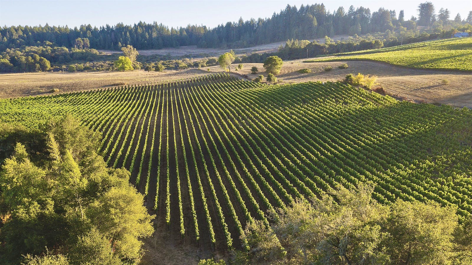 Aubert’s UV-SL Vineyard in Sonoma, California.