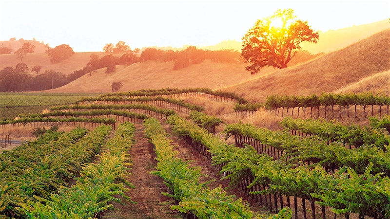 7 Sensational California Cabernets at $45 or Less