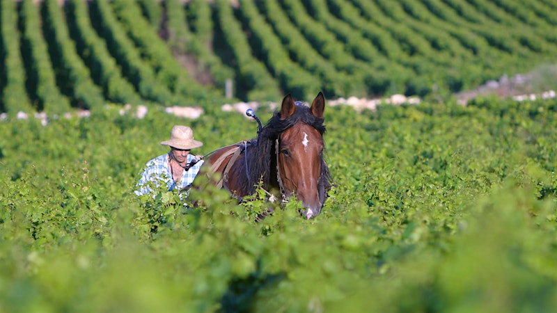 9 Delicious White Burgundy Values at $50 or Less