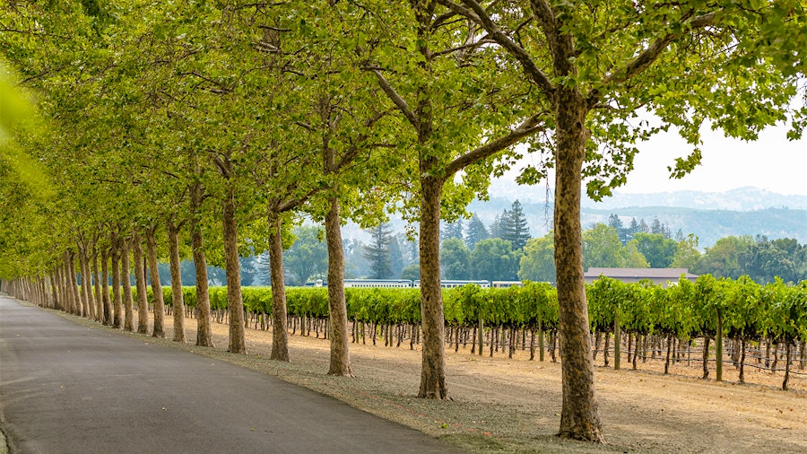 For more than a century, Beaulieu Vineyard's Ranch No. 1 in Rutherford has been a key source of grapes for the Napa Valley winery's noteworthy Cabernet Sauvignon.