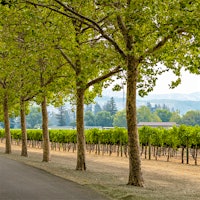 For more than a century, Beaulieu Vineyard's Ranch No. 1 in Rutherford has been a key source of grapes for the Napa Valley winery's noteworthy Cabernet Sauvignon.10 Outstanding Napa Valley Cabernet Sauvignons Under $75