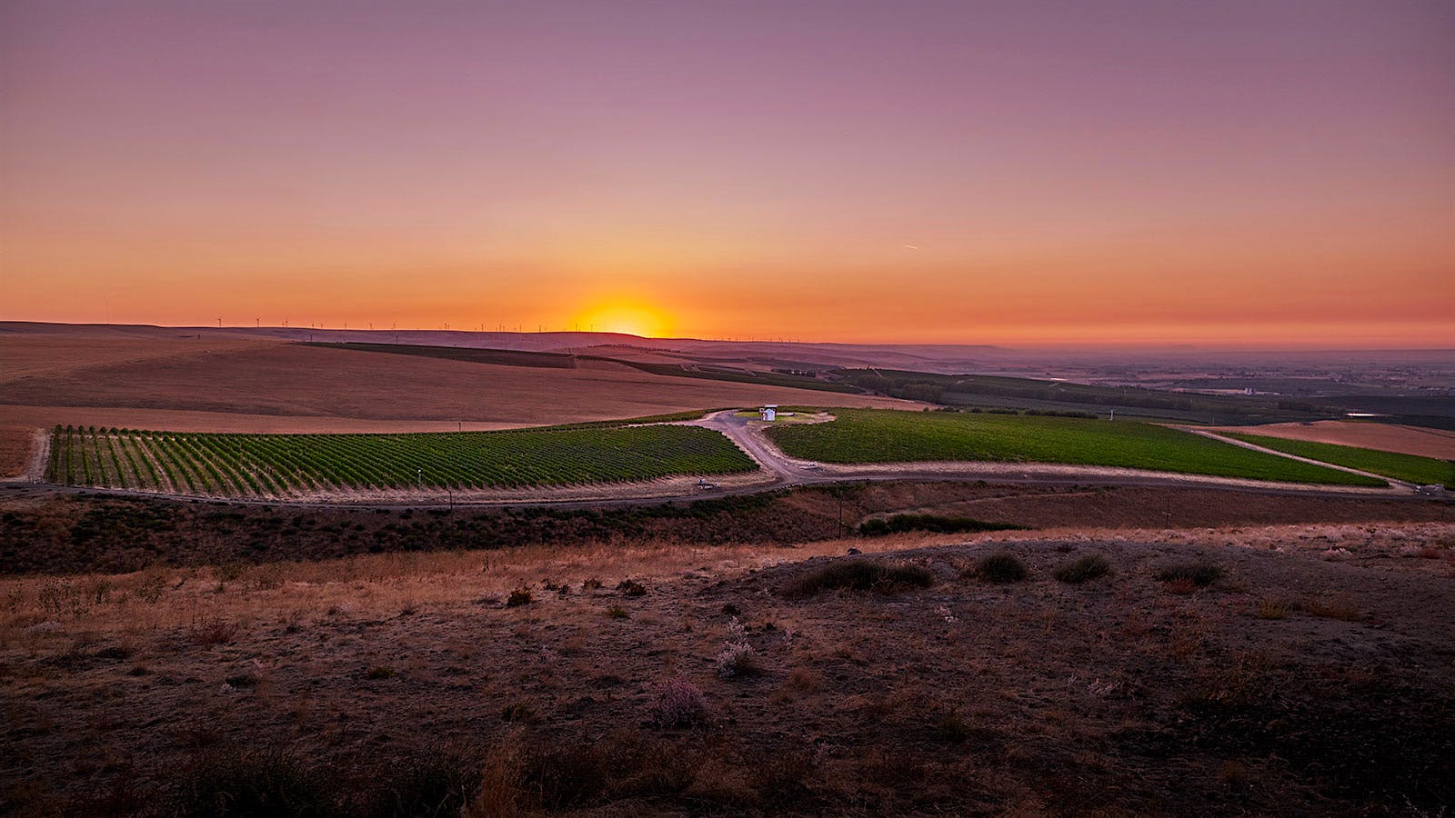 Dusted Valley's Southwind Vineyard in Washington State