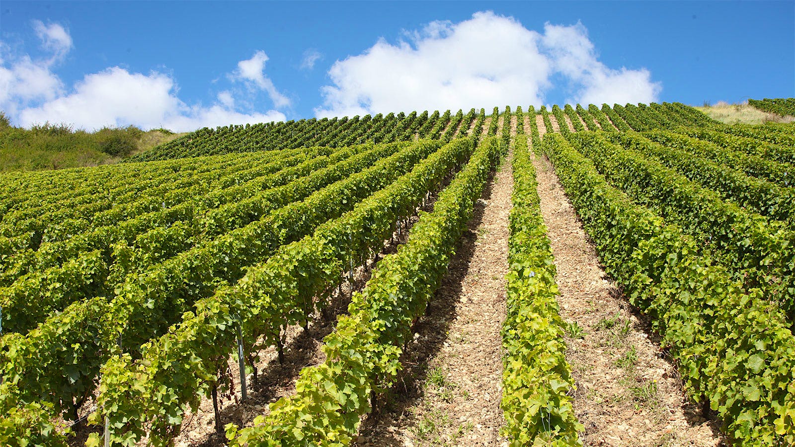 Vines of Henri Bourgeois in the Loire Valley, France