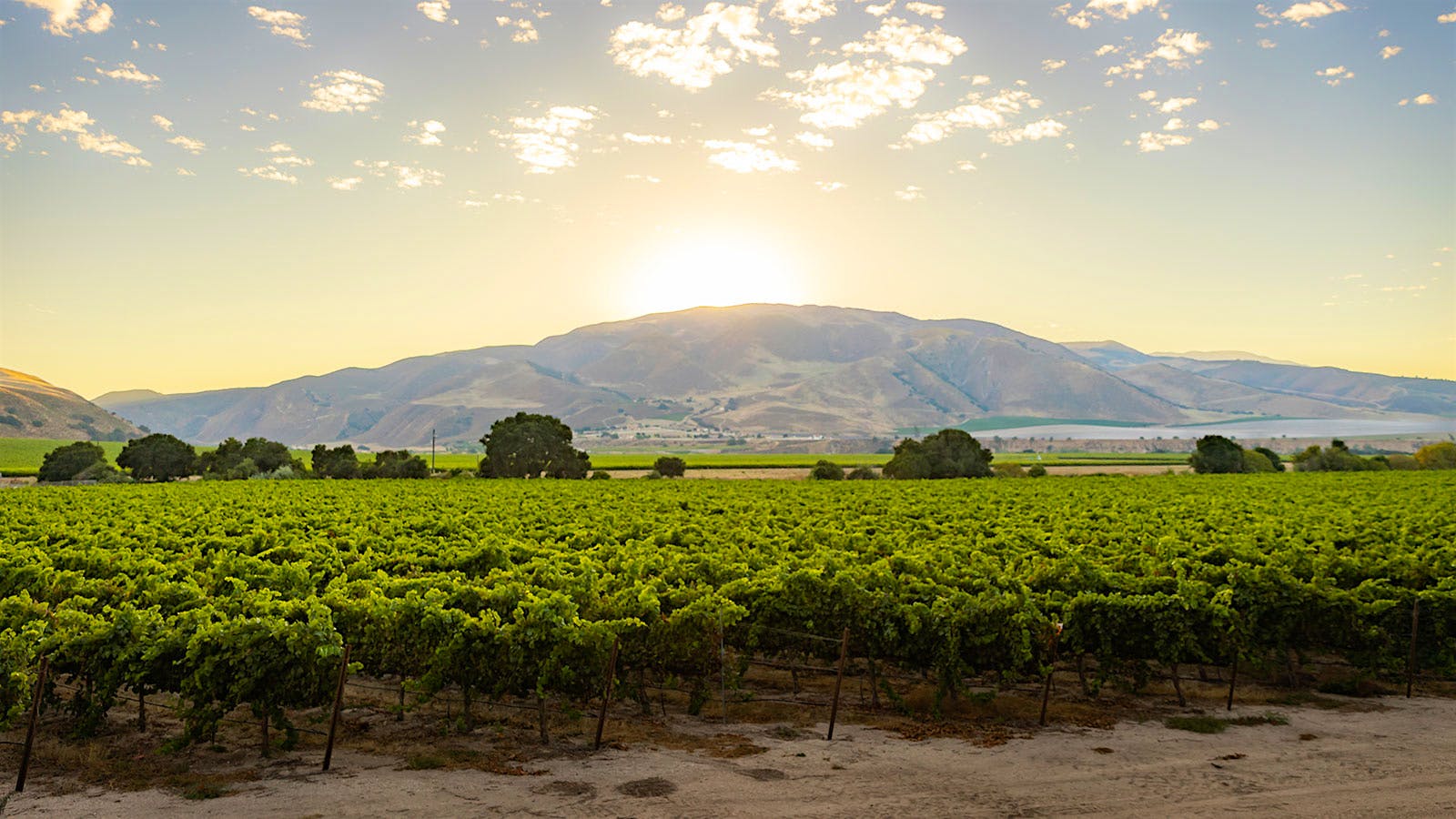 A Wente vineyard in Arroyo Seco, California