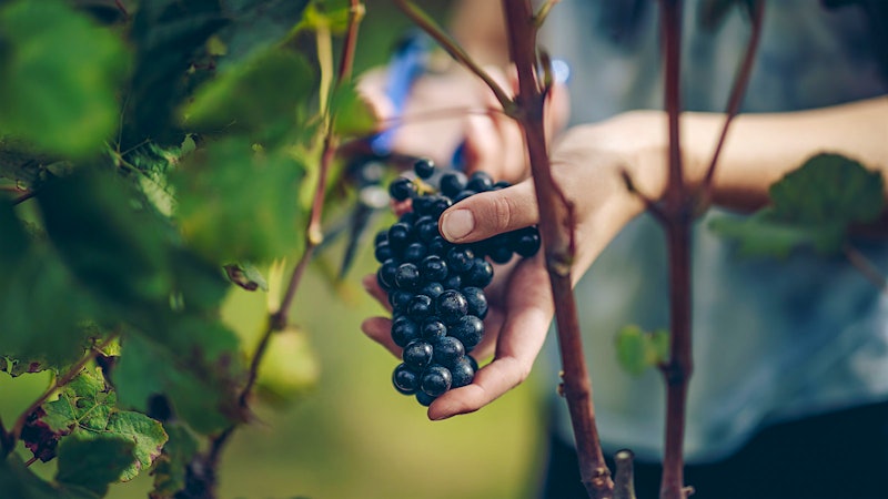 9 Excellent New Zealand Pinot Noirs Up to 95 Points