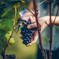 Simon Waghorn and Jane Forrest-Waghorn founded Astrolabe in 1996, and it has since become a leader for New Zealand Pinot Noir.9 Excellent New Zealand Pinot Noirs Up to 95 Points