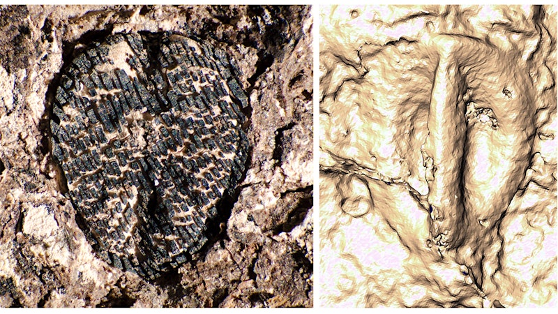 60 Million–Year-Old Grape Fossil Is Oldest in Western Hemisphere