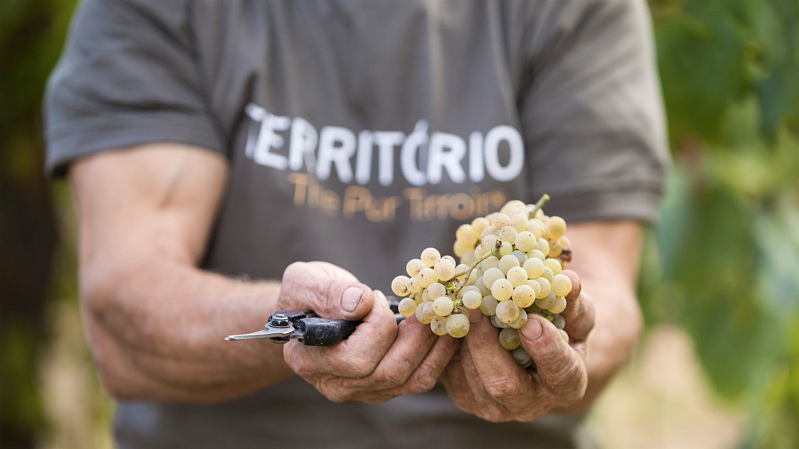 A harvest worker presents Alvarinho grapes at a Soalheiro vineyard in Vinho Verde, Portugal