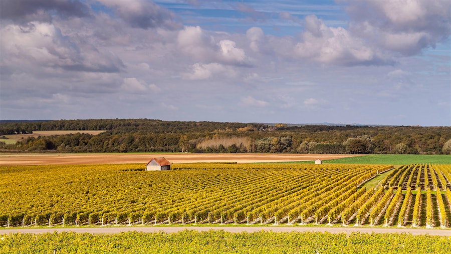 Vineyards. Photo credit: Julian Elliott Photography/Getty Images