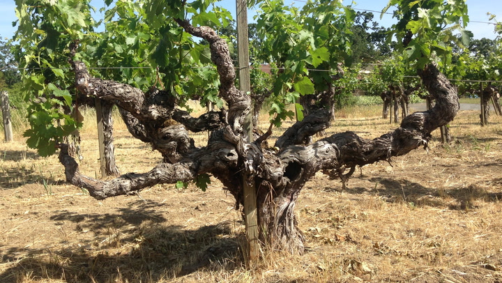 In the Vineyard at MacDonald: Napa Old Vines